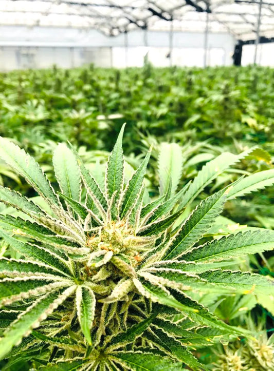 cbd oil for pain, cbd cream for pain, cbd cream, what is cbd oil, cbd pills, cbd for anxiety, cbd products, cbd oil reviews, cbd pen, what is cbd, cbd stores