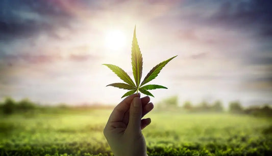 DEA-Classifies-Cannabinoids-Delta-8-And-9-THCO-As-Controlled-Substances. Frisco Labs