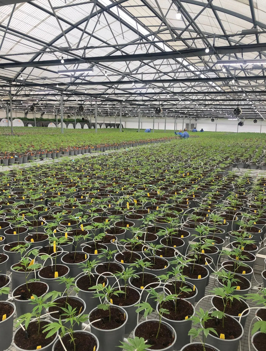 NYC-Let-Hemp-Cultivators-Grow-Marijuana-For-The-Whole-State. Frisco Labs