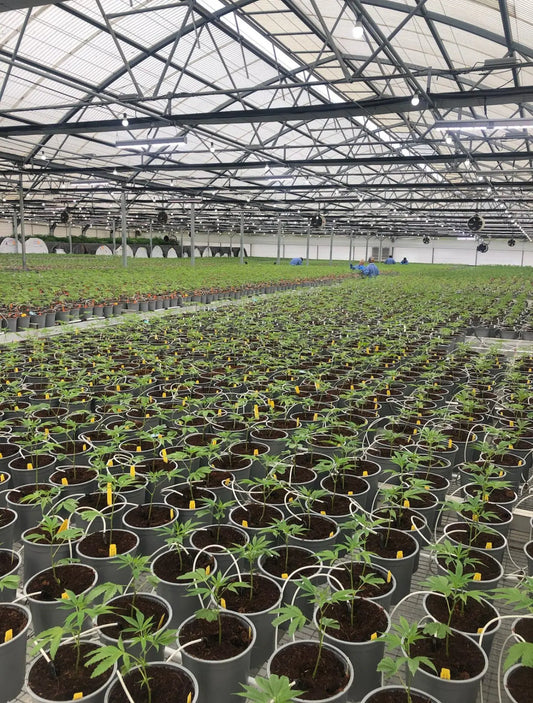 NYC-Let-Hemp-Cultivators-Grow-Marijuana-For-The-Whole-State. Frisco Labs