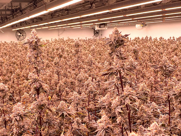 Wholesale THCA Flower and More Frisco Labs