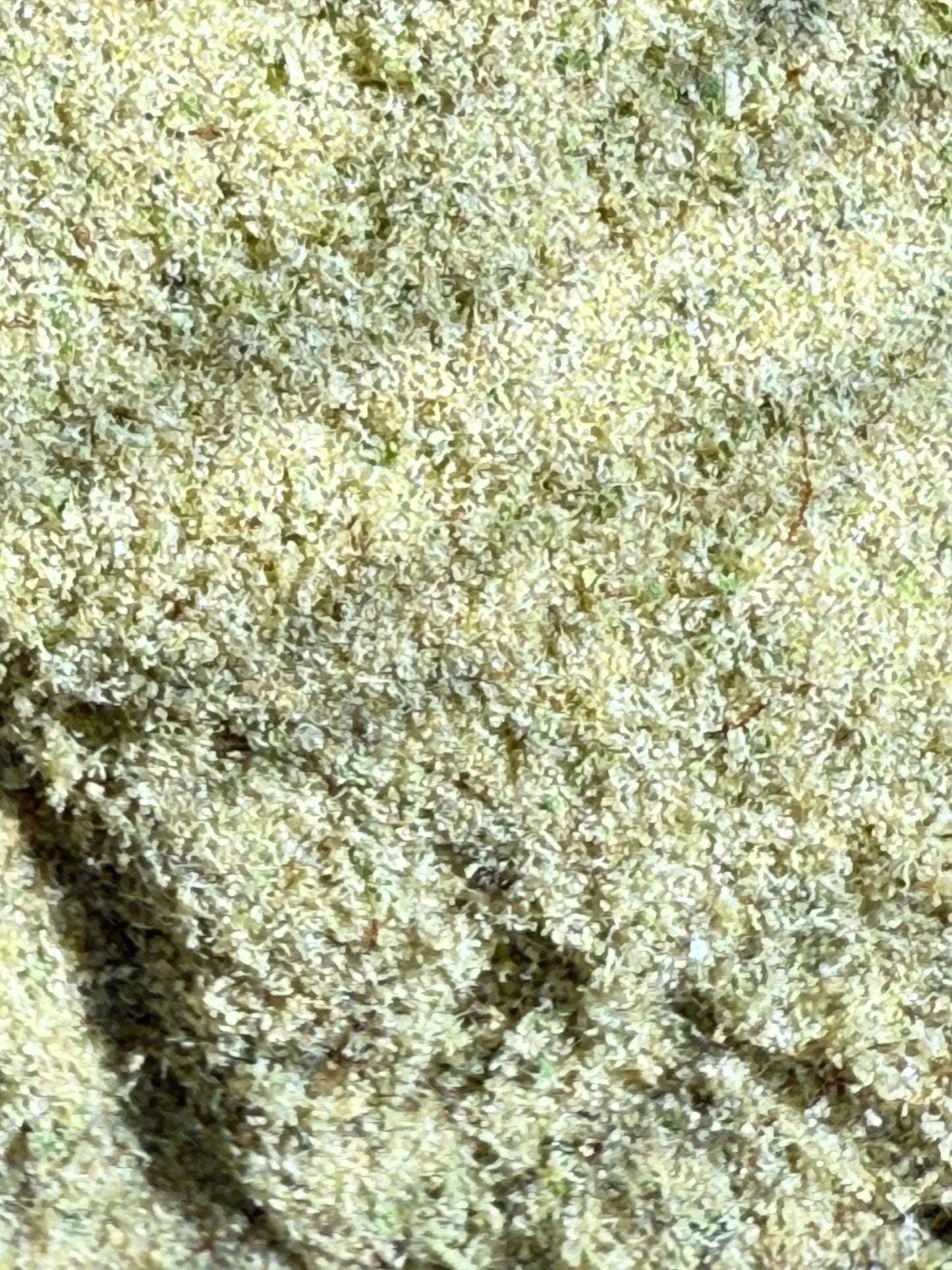 1 Pound THCA Kief FL Fulfillment Center