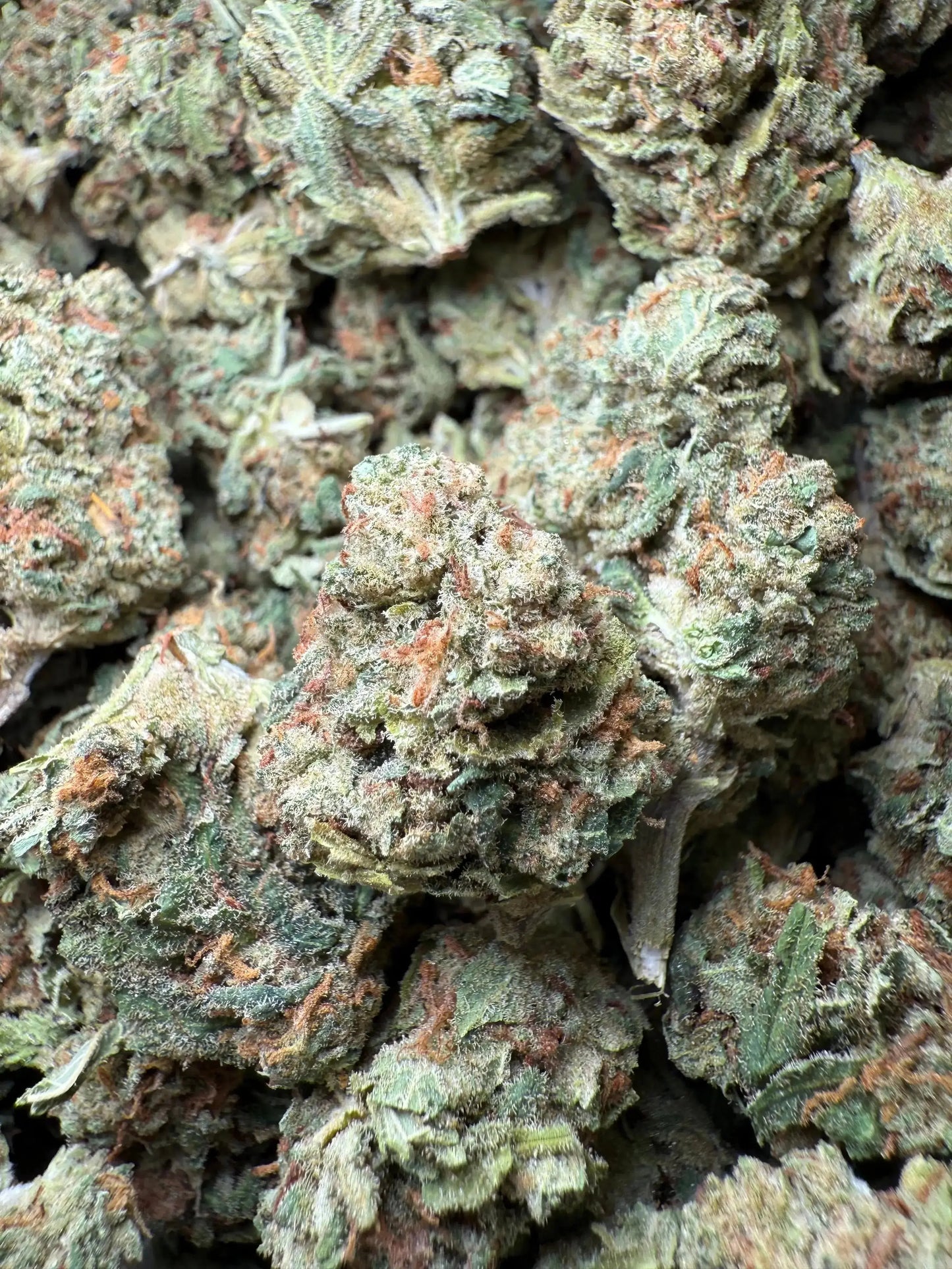 1 Pound Bubble Yum THCA FL Fulfillment Center