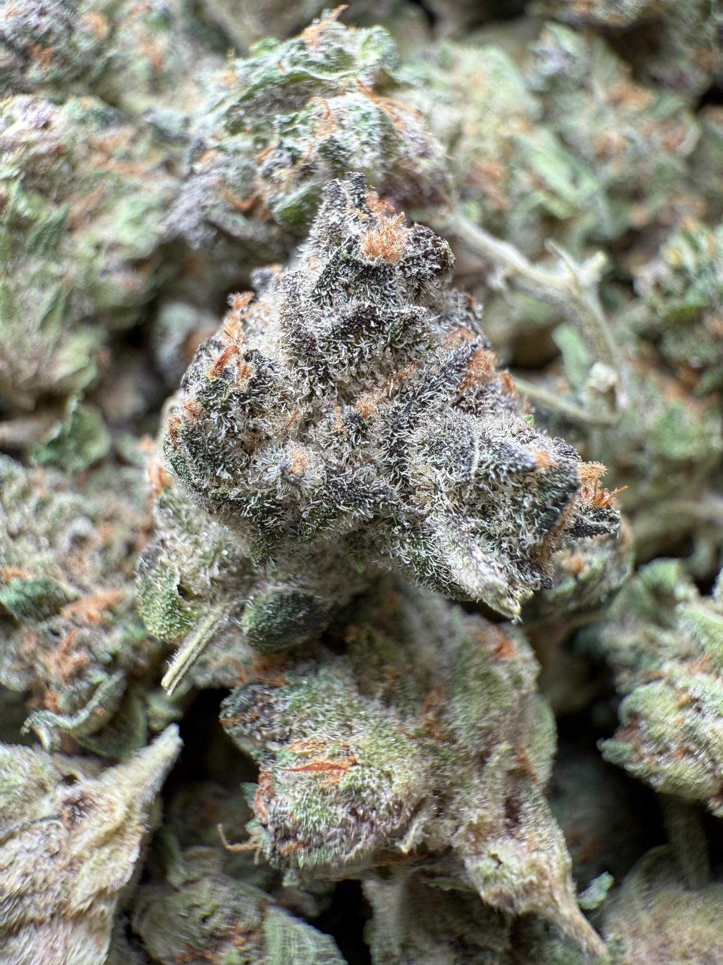 1 Pound - AAA Candy Rain THCA Strain (Small) Frisco Labs