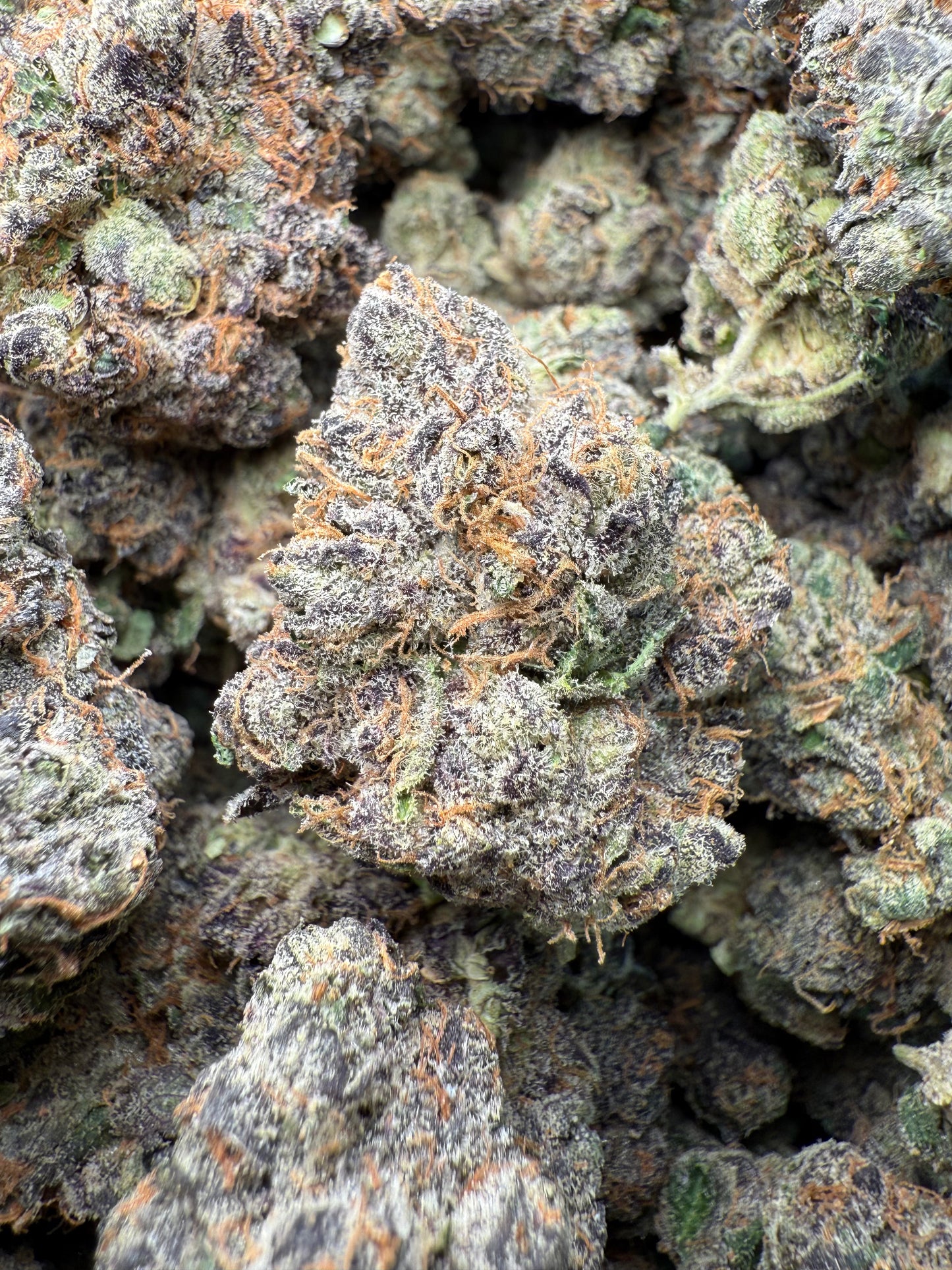 1 Pound AAA - Gary Payton Runtz THCA Strain Frisco Labs