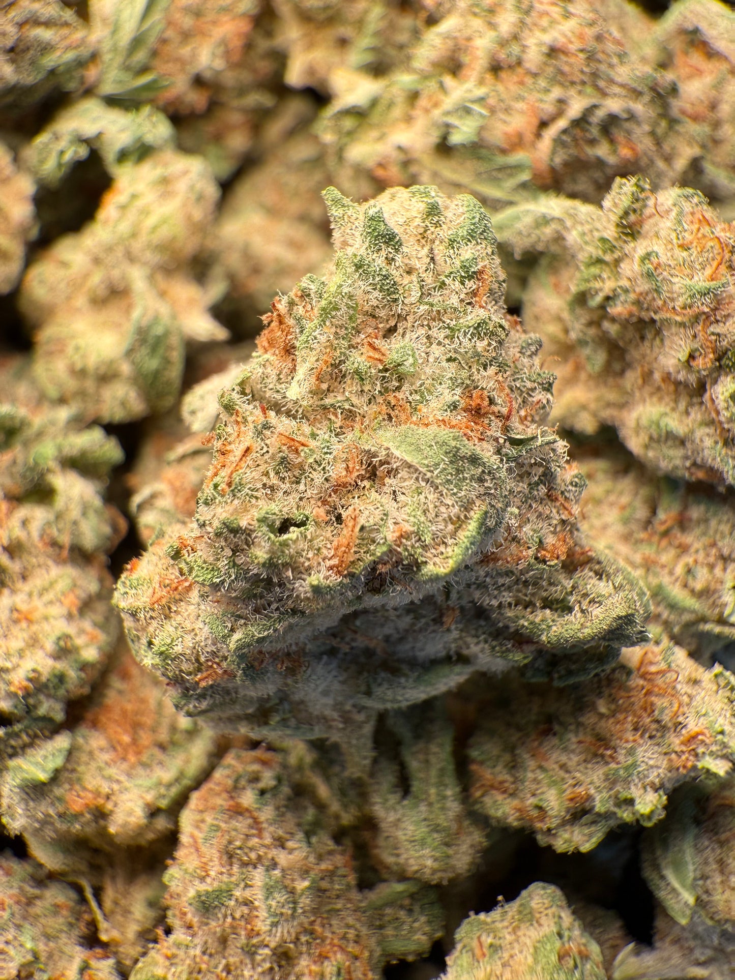 1 Pound - AAA Strawnana THCA Strain (Small) Frisco Labs
