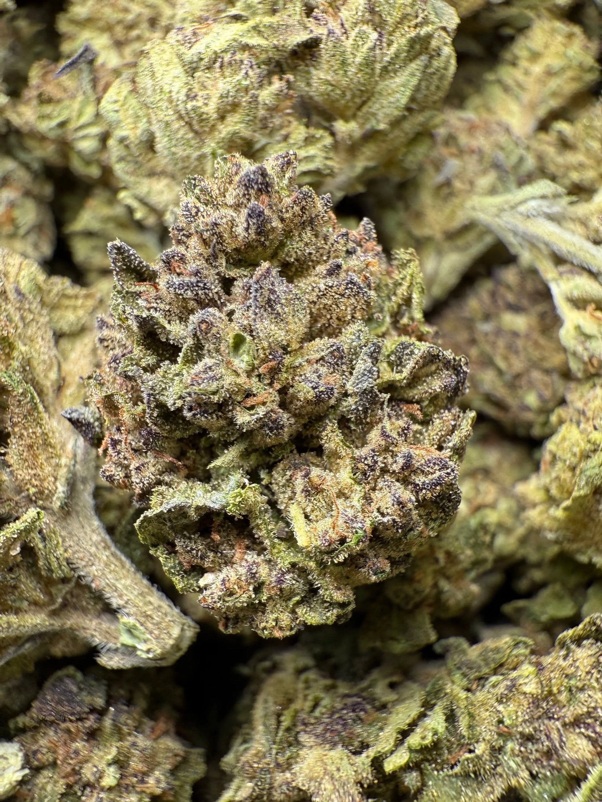 1 Pound - BCC Jealousy Strain THCA Frisco Labs