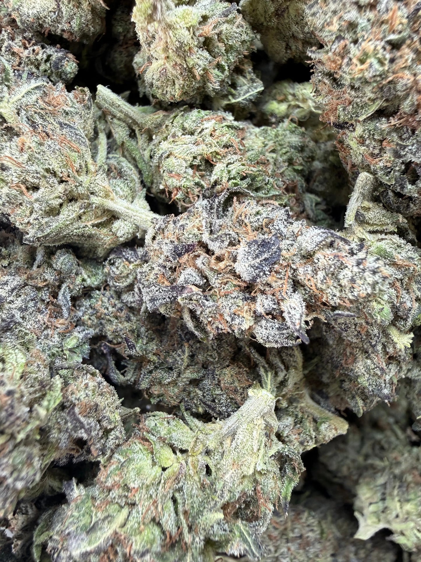 1 Pound - Bahama Mama THCA Strain Frisco Labs