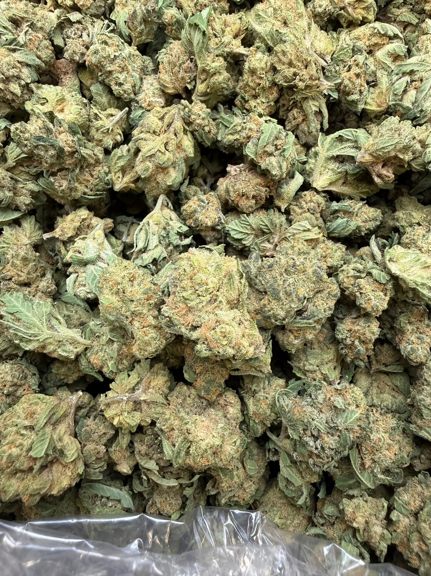 1 Pound - Banana Chocolope THCA Strain (Small) Frisco Labs