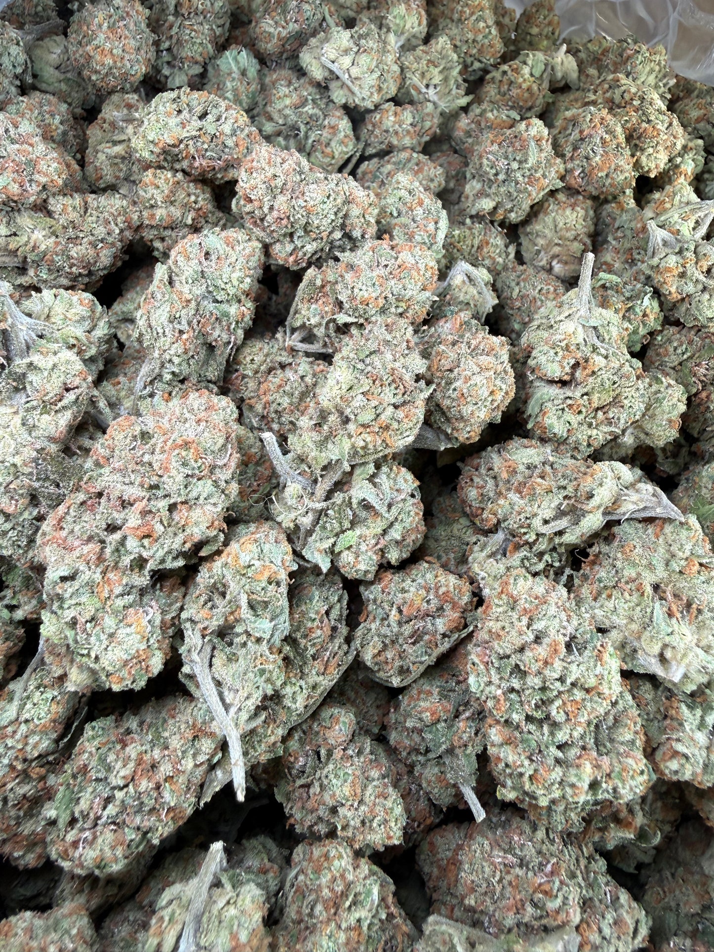1 Pound - Blueberry Pancakes THCA Strain Frisco Labs