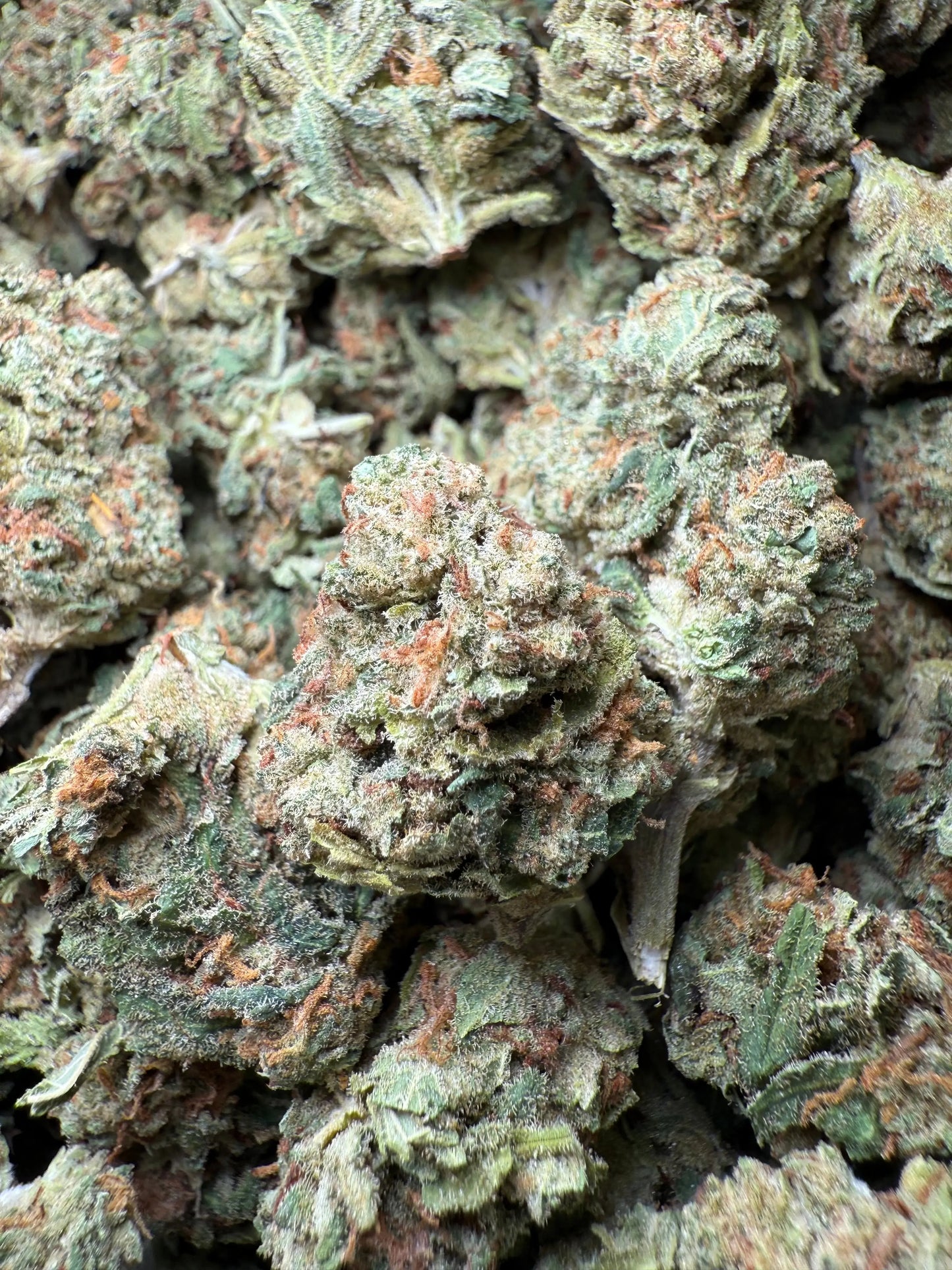 1 Pound Bubble Yum THCA FL Fulfillment Center