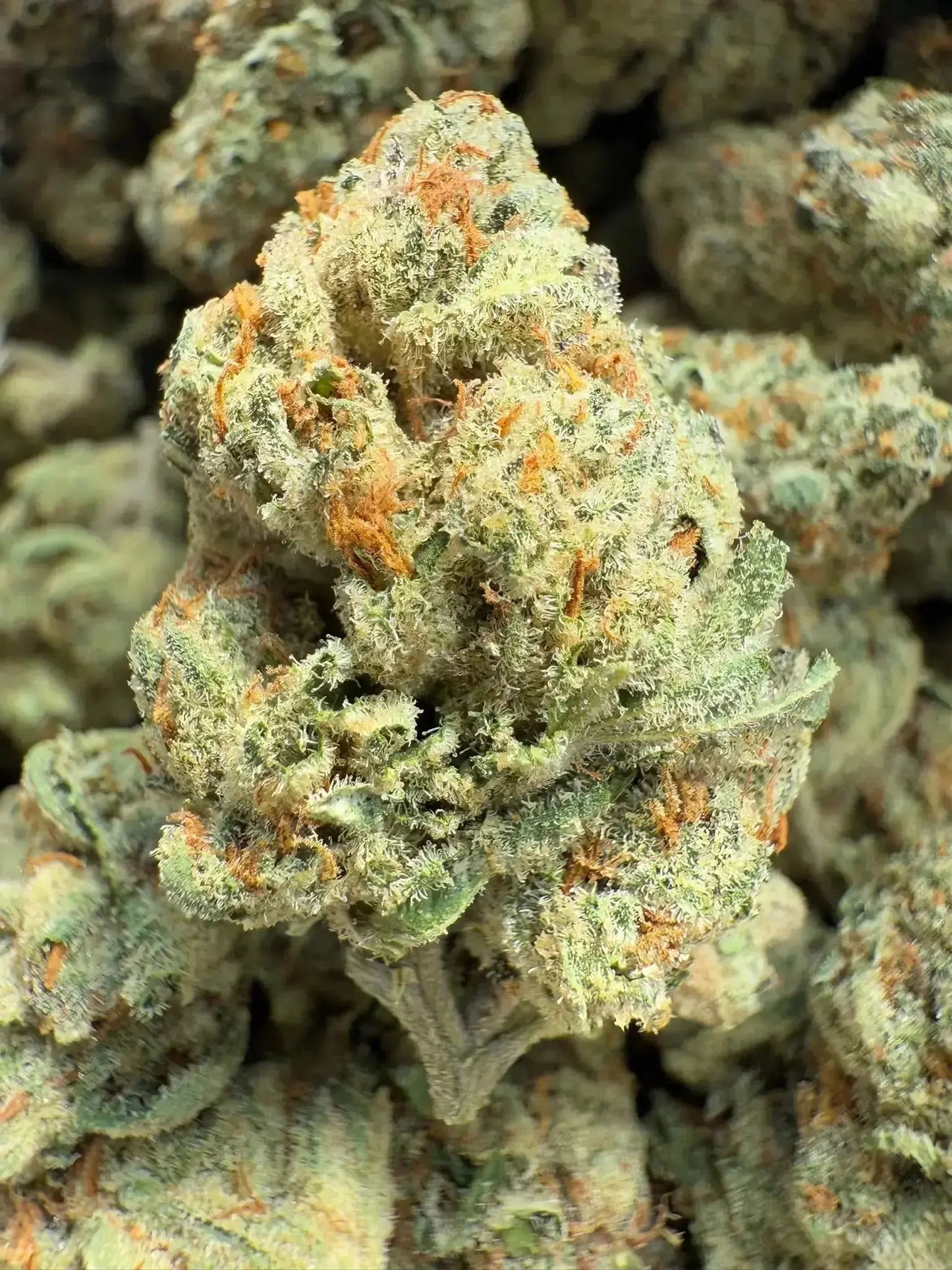 Indoor Exotic - THCA Strain