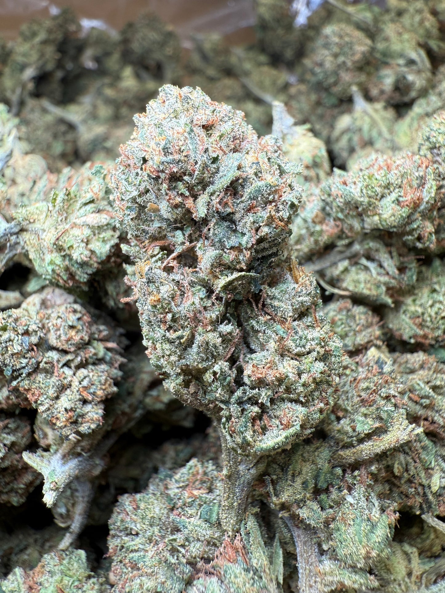 1 Pound - Frozen Lemons THCA Strain Frisco Labs