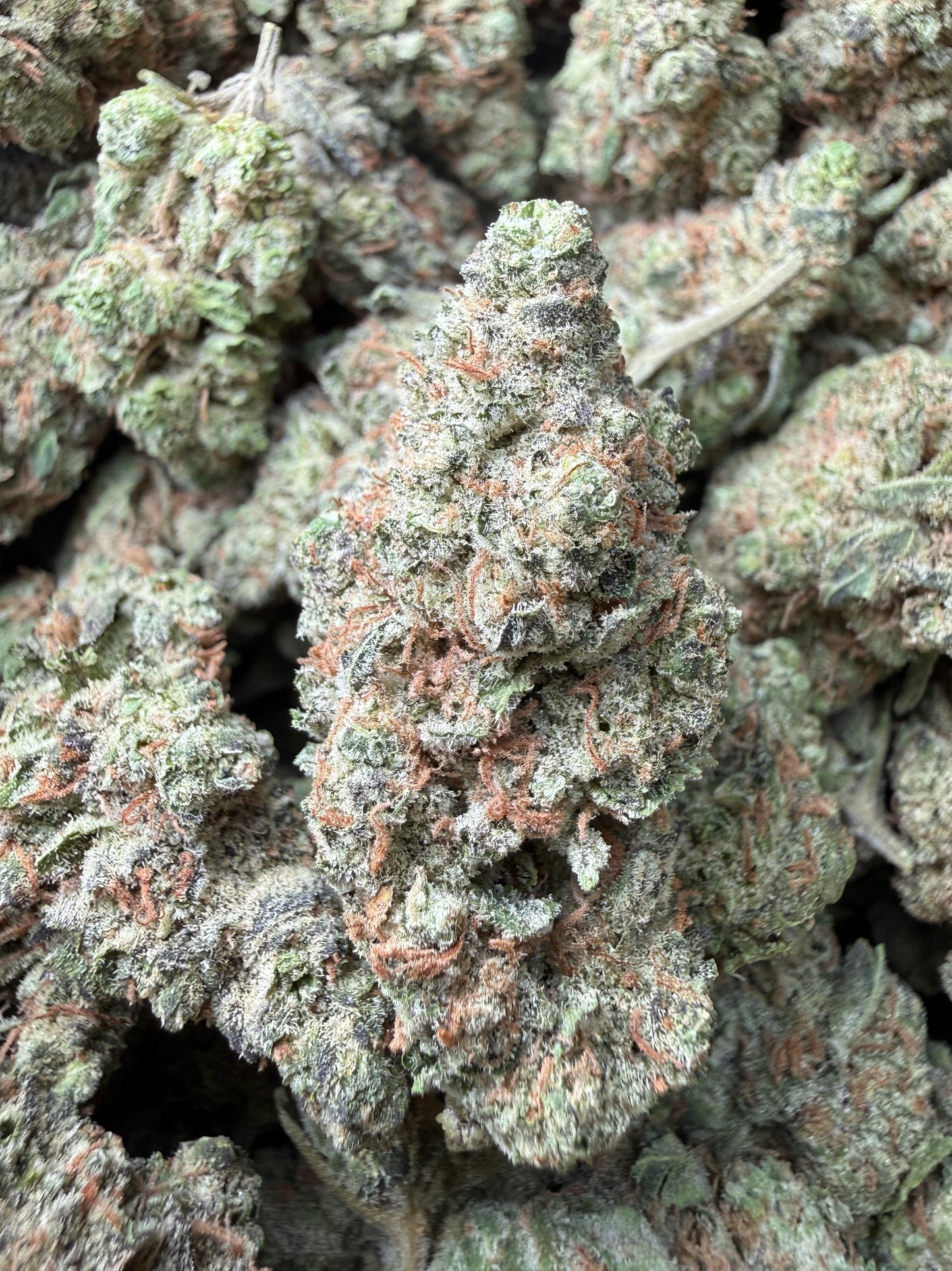 1 Pound - GovernMintz THCA Strain Frisco Labs