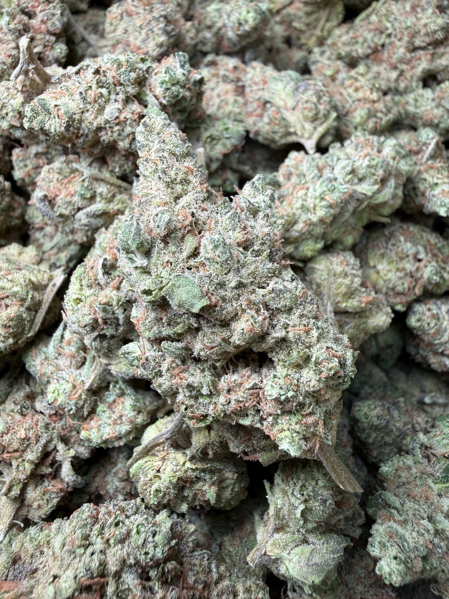1 Pound - GovernMintz THCA Strain Frisco Labs