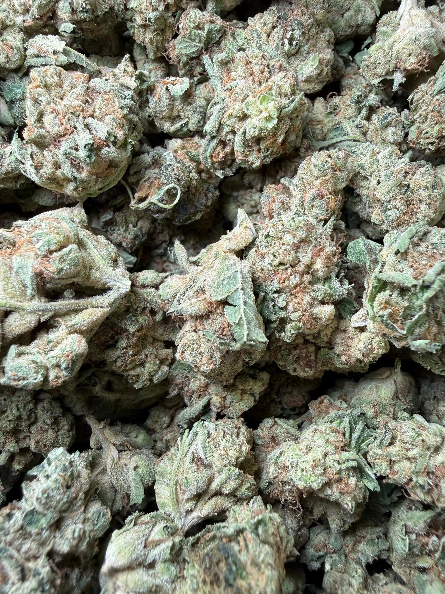 1 Pound - Melted Banana Berry Strain Frisco Labs