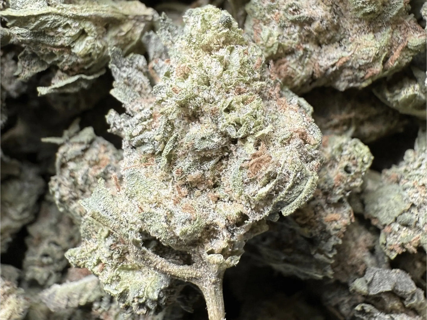 1 Pound - Sherbet THCA Strain (Smalls) Frisco Labs