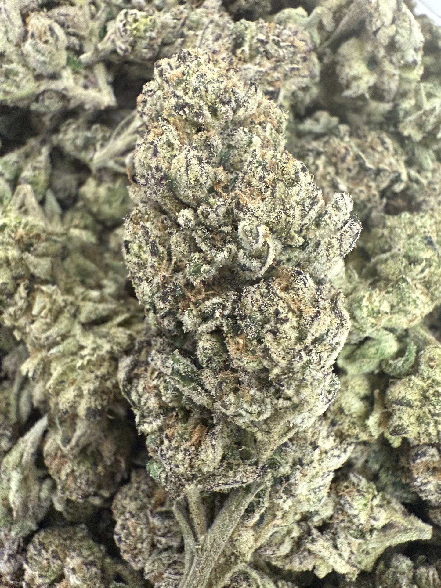 1 Pound of AAA Pink Cotton Candy THCA FL Fulfillment Center