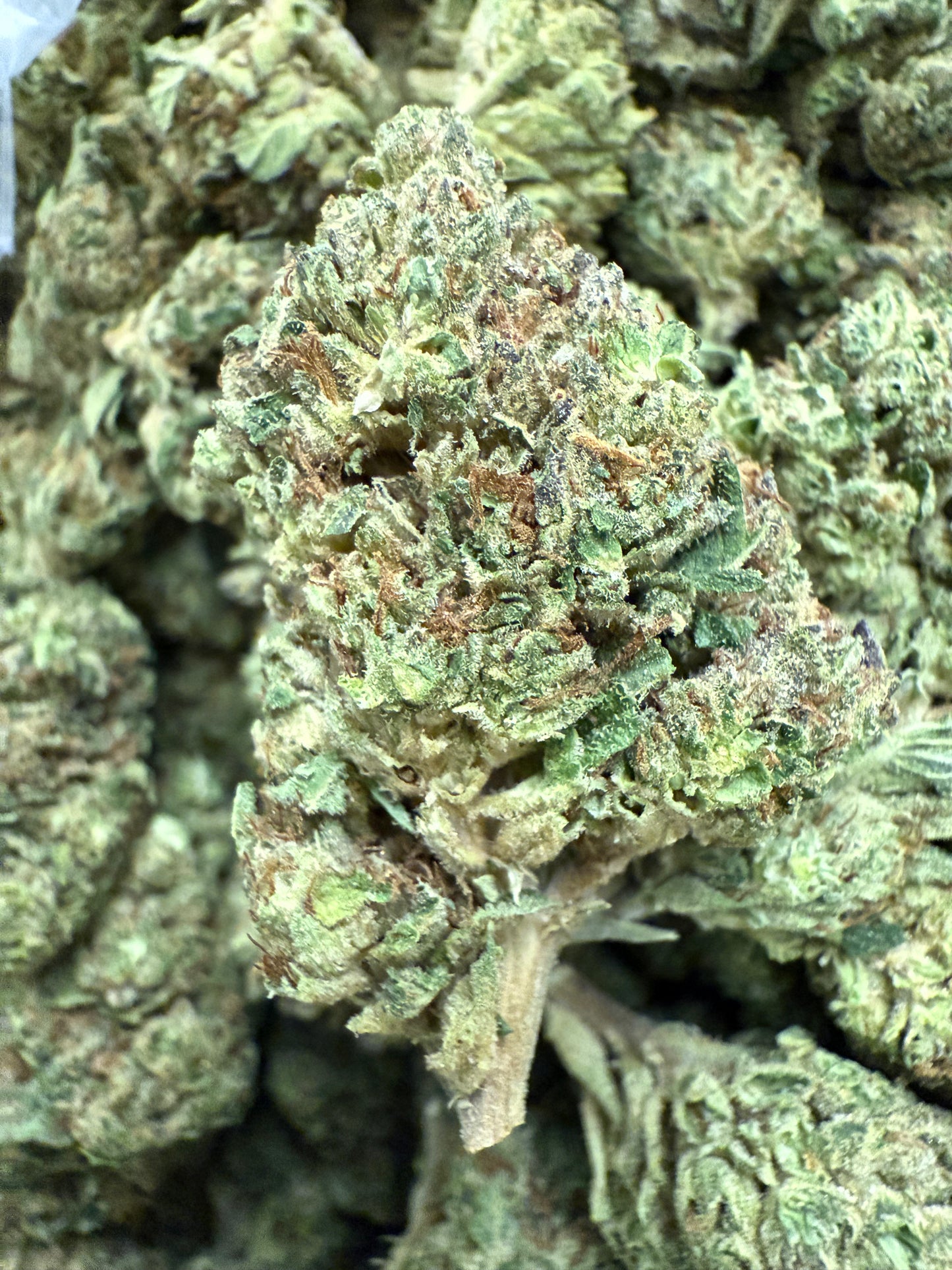 1 Pound of GMO MAC THCA FL Fulfillment Center