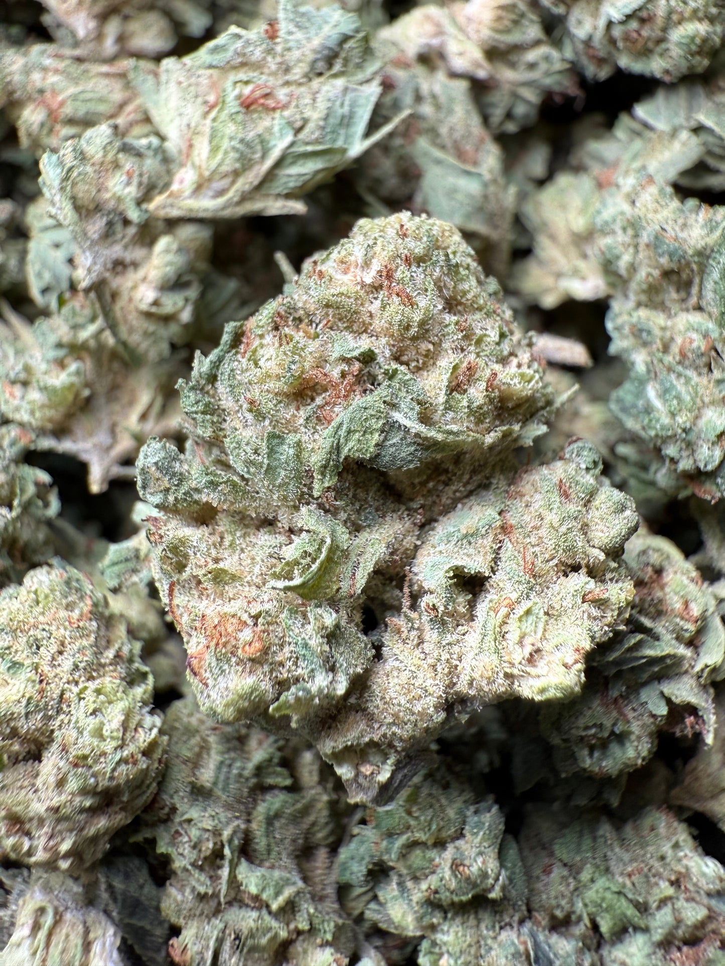 1 Pound - Chem Sorbet THCA Strain (Small) Frisco Labs