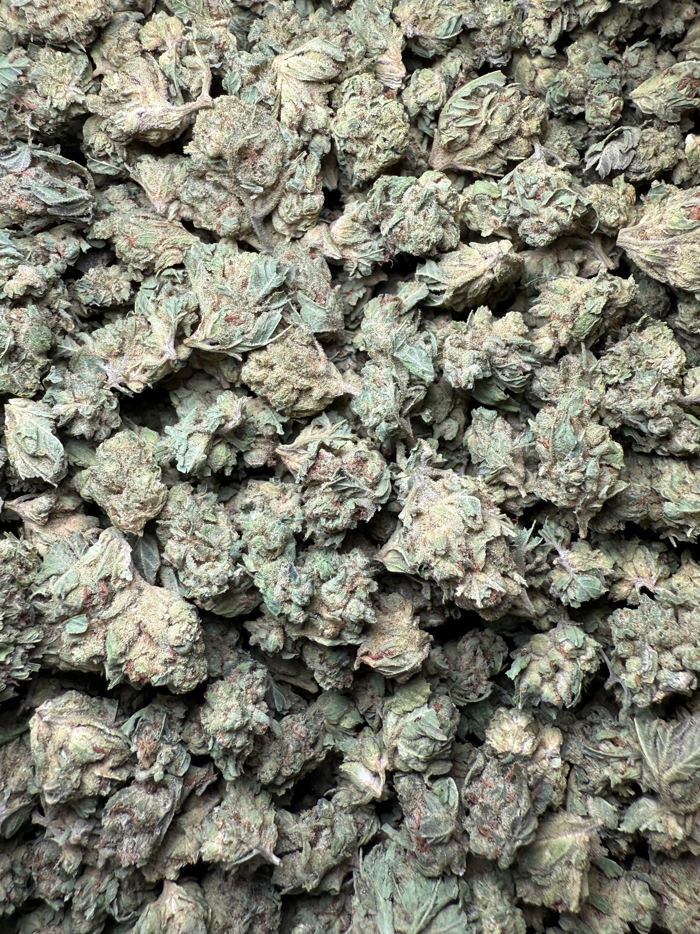 1 Pound - Chem Sorbet THCA Strain (Small) Frisco Labs