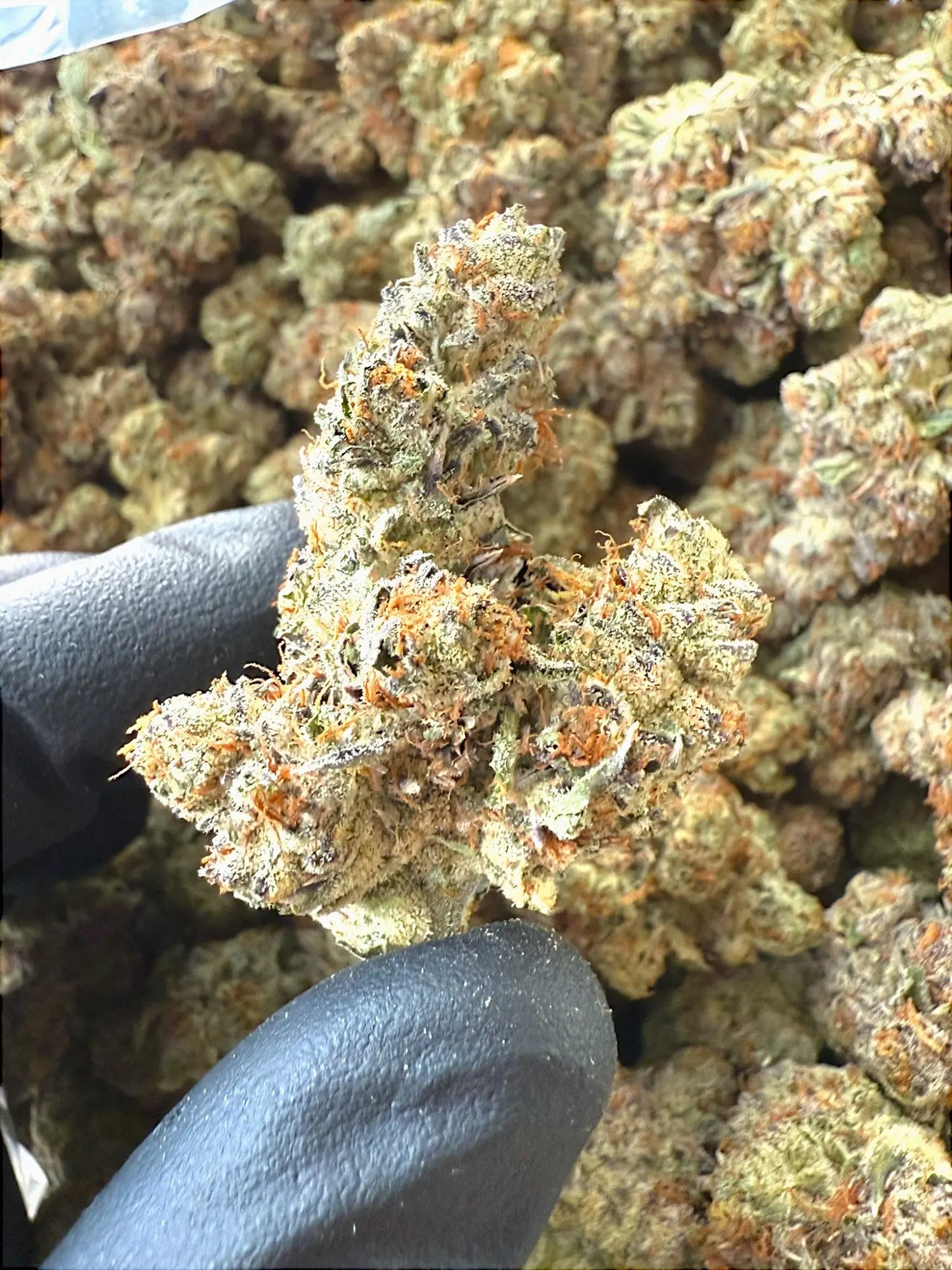 AAA Indoor Exotic - Lemon Cherry Gelato THCA Strain