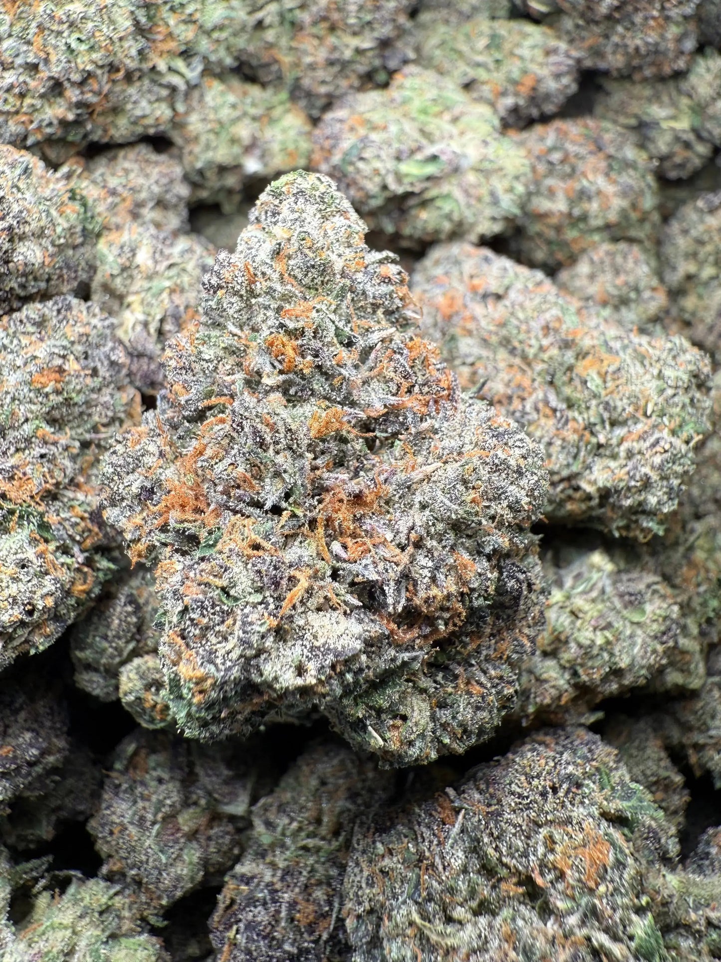 ½ oz AAA White Runtz (Indoor) FL Fulfillment Center