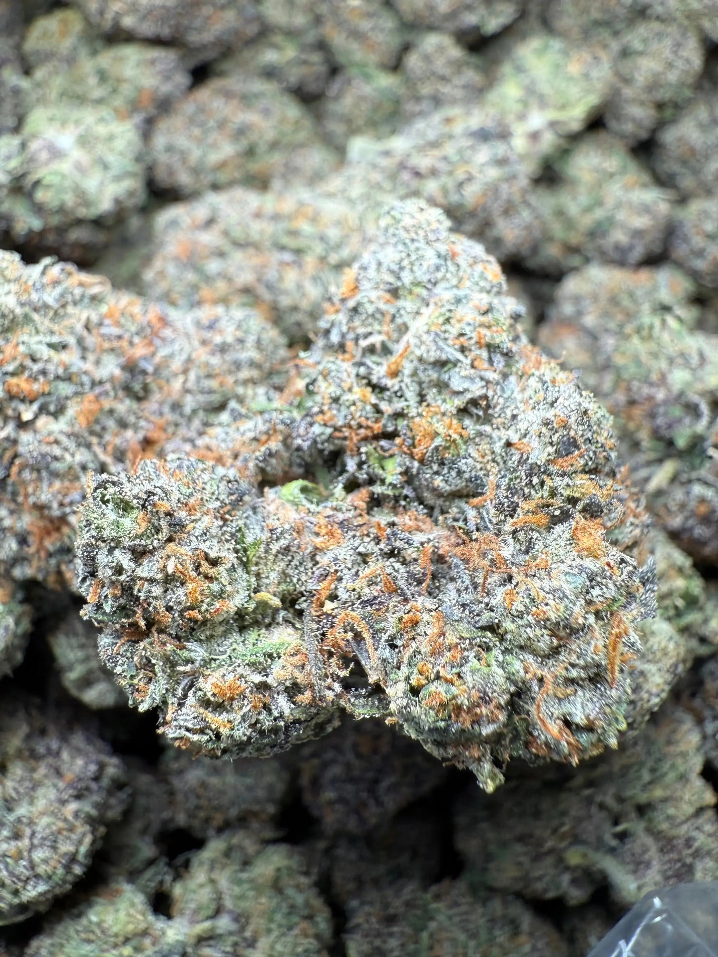 ½ oz AAA White Runtz (Indoor) FL Fulfillment Center