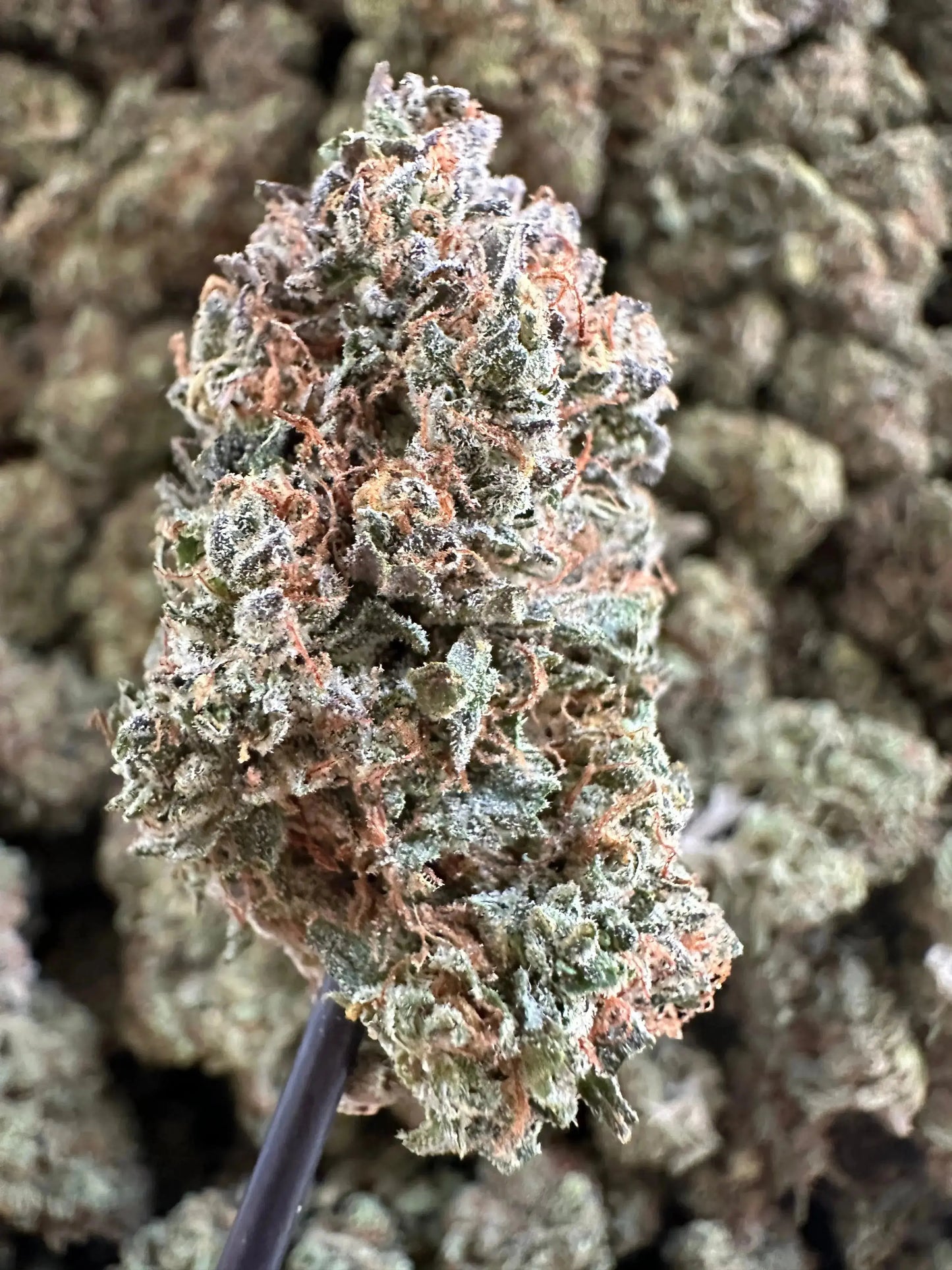 Frisco Labs Indoor Exotic Pineapple Diesel