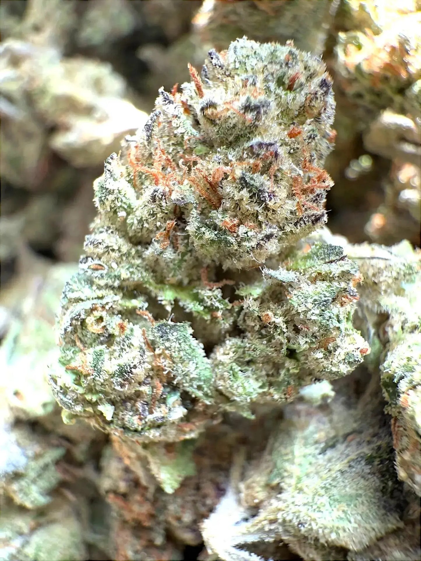 Frisco Labs -AAA Exotic Pink Runtz THCA Strain