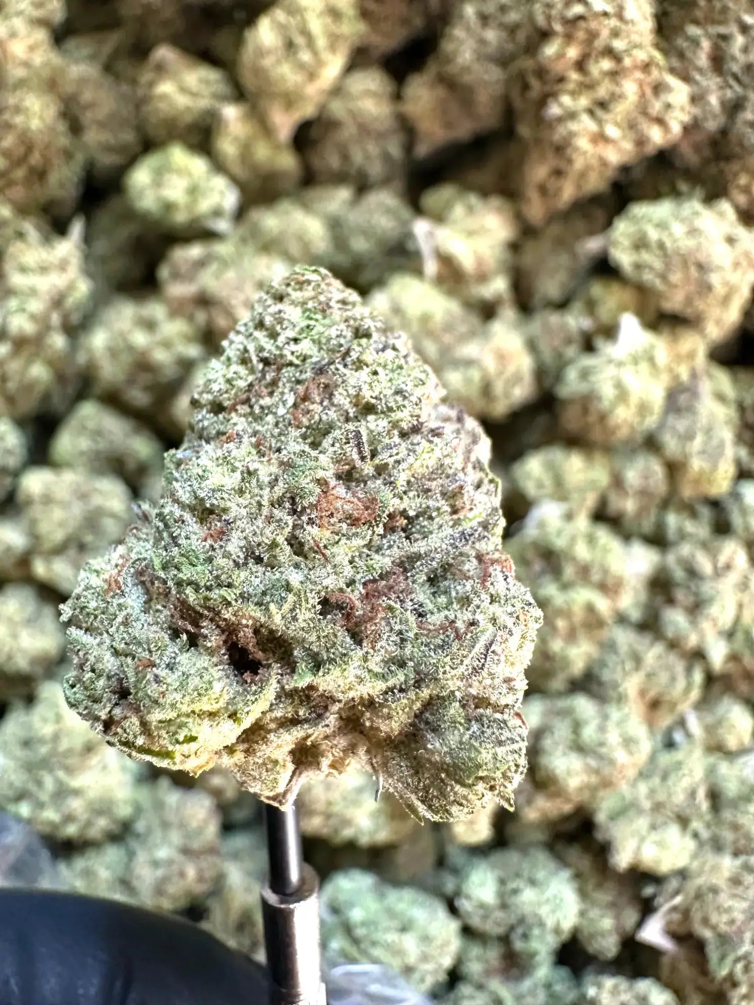 Frisco Labs - Exotic Cadillac Rainbow THCA Strain