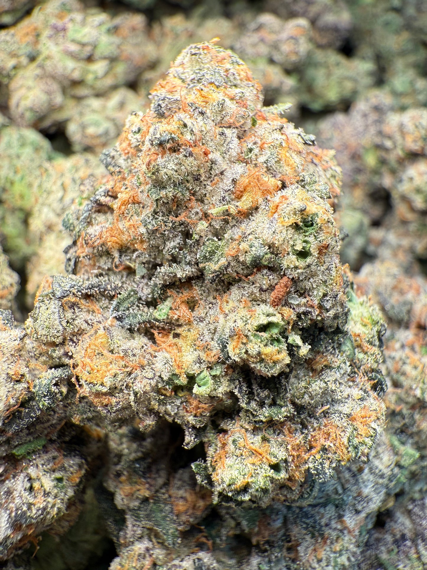 1 Pound – AAA Gas Face | Indoor THCA Flower | Loud & Gassy | 28%+ THCA FL Fulfillment Center