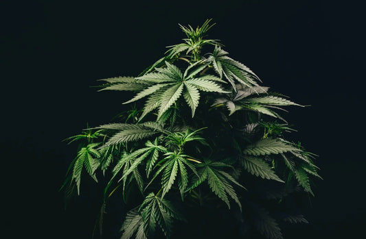 Cannabis Rescheduling: How Will It Impact Your Life? 