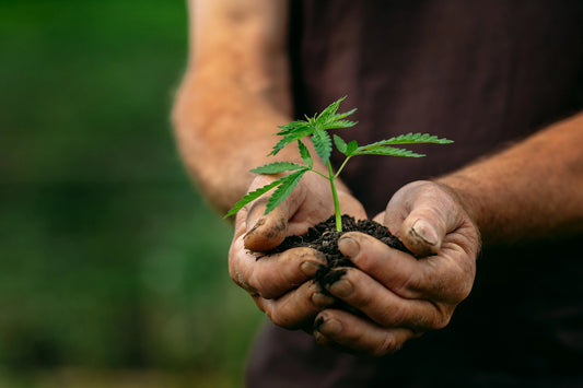 THCA Flower vs. Traditional Cannabis: Key Differences Explained - Frisco Labs