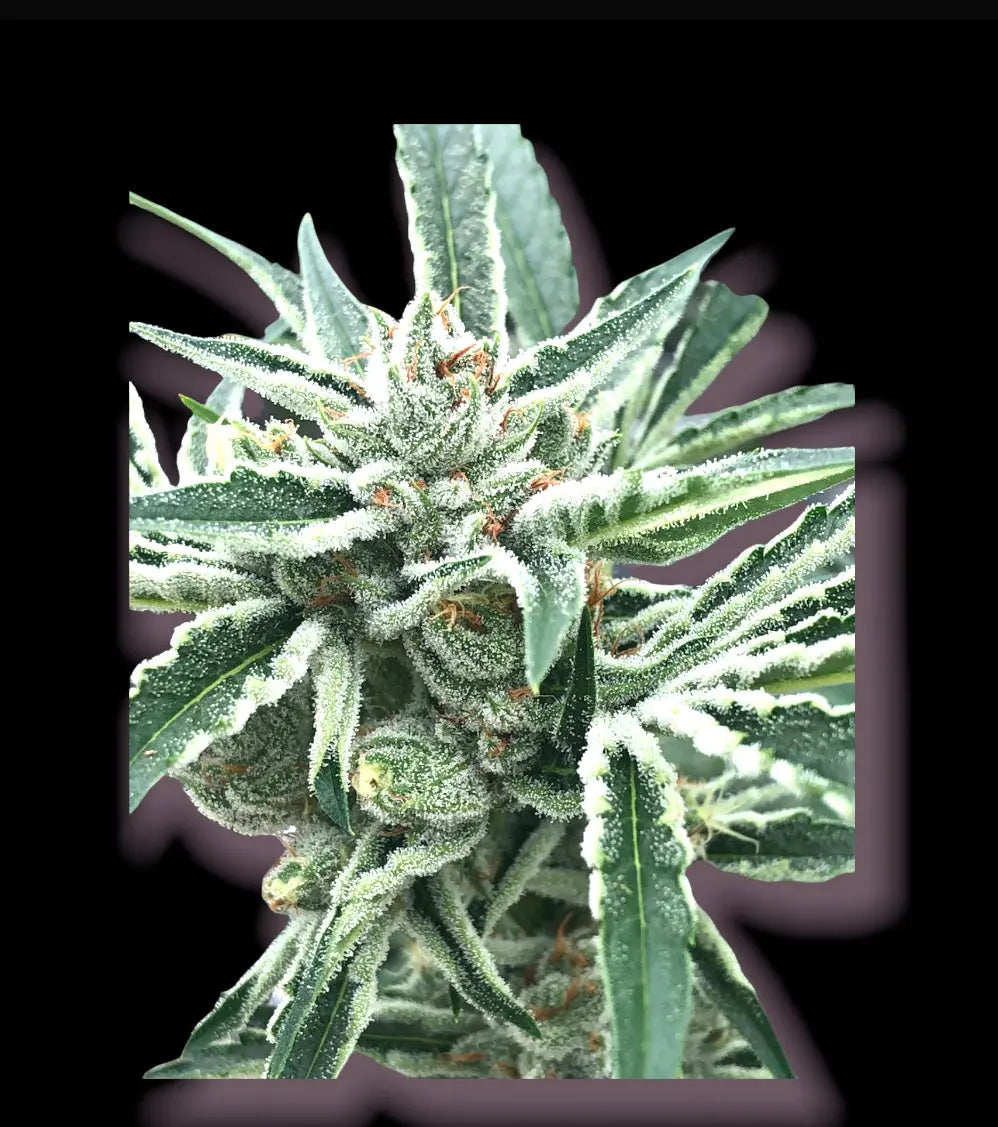 What-Is-Delta-8-THC-Is-this-regular-marijuana Frisco Labs
