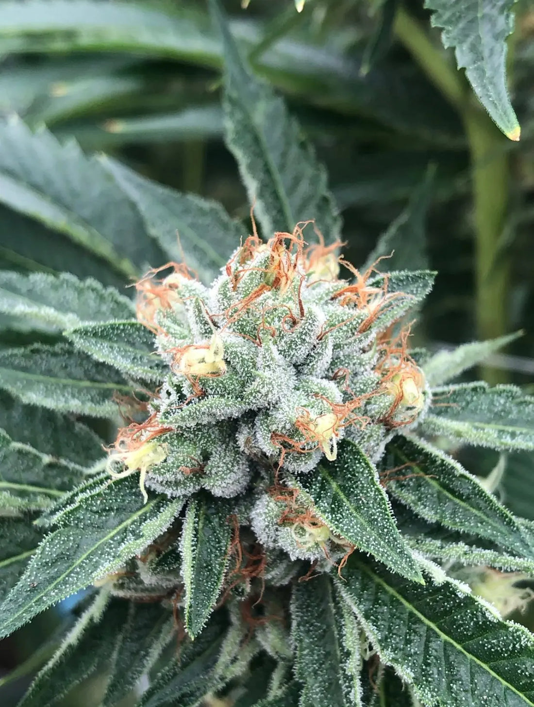 best weed 2023
