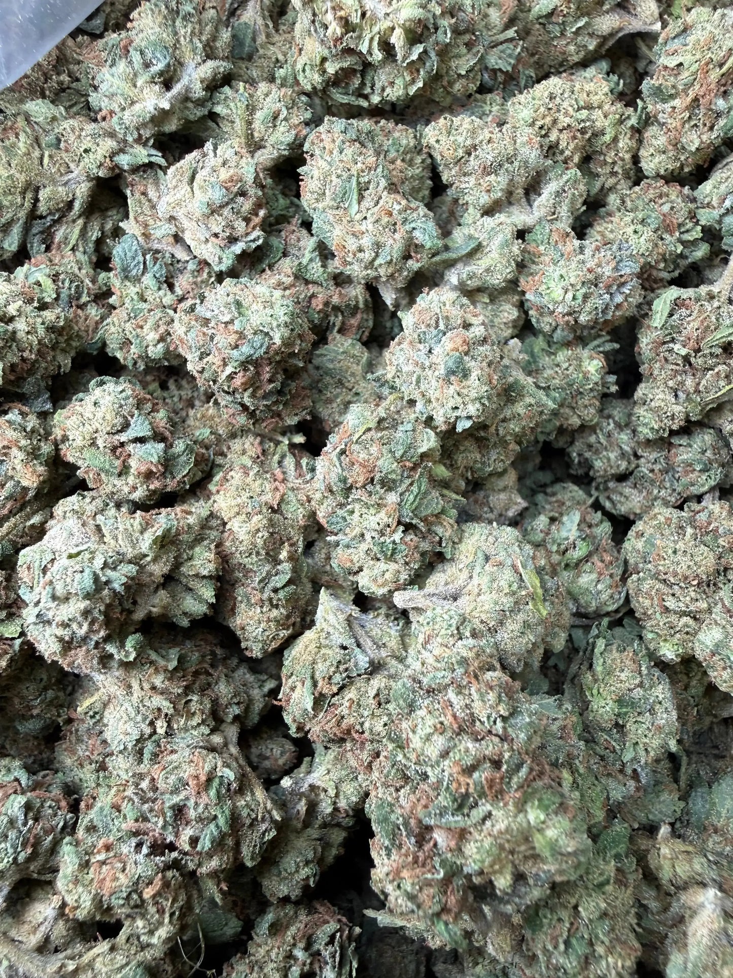 1 Pound -  Super Wu Tang OG Strain Frisco Labs