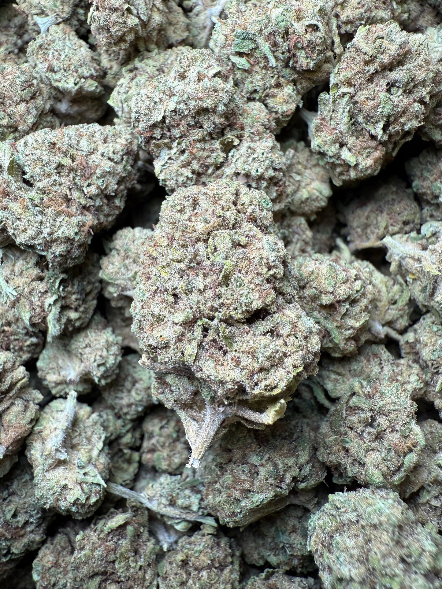 1 Pound Custard Cream THCA FL Fulfillment Center