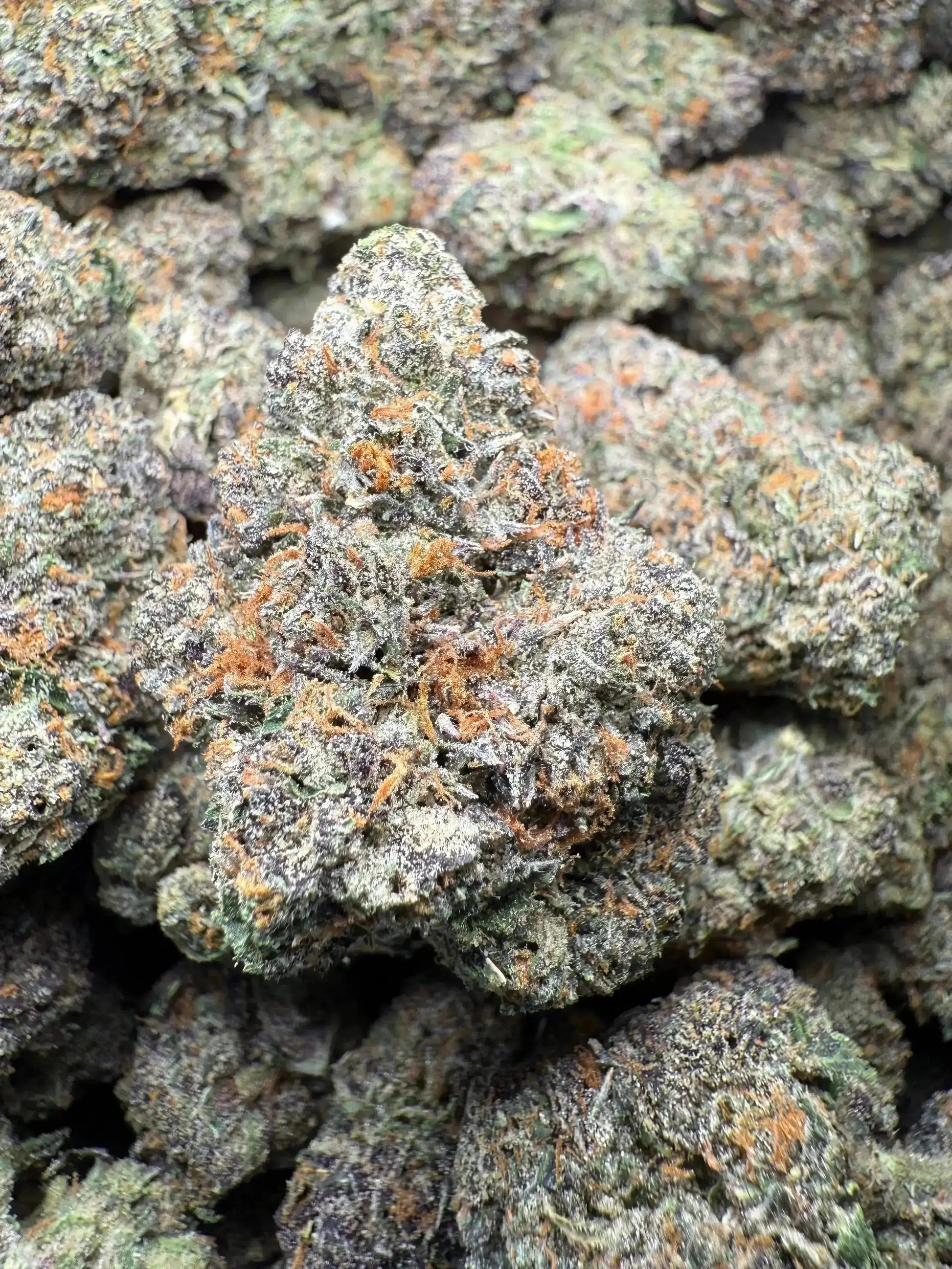 ½ oz AAA White Runtz (Indoor) FL Fulfillment Center