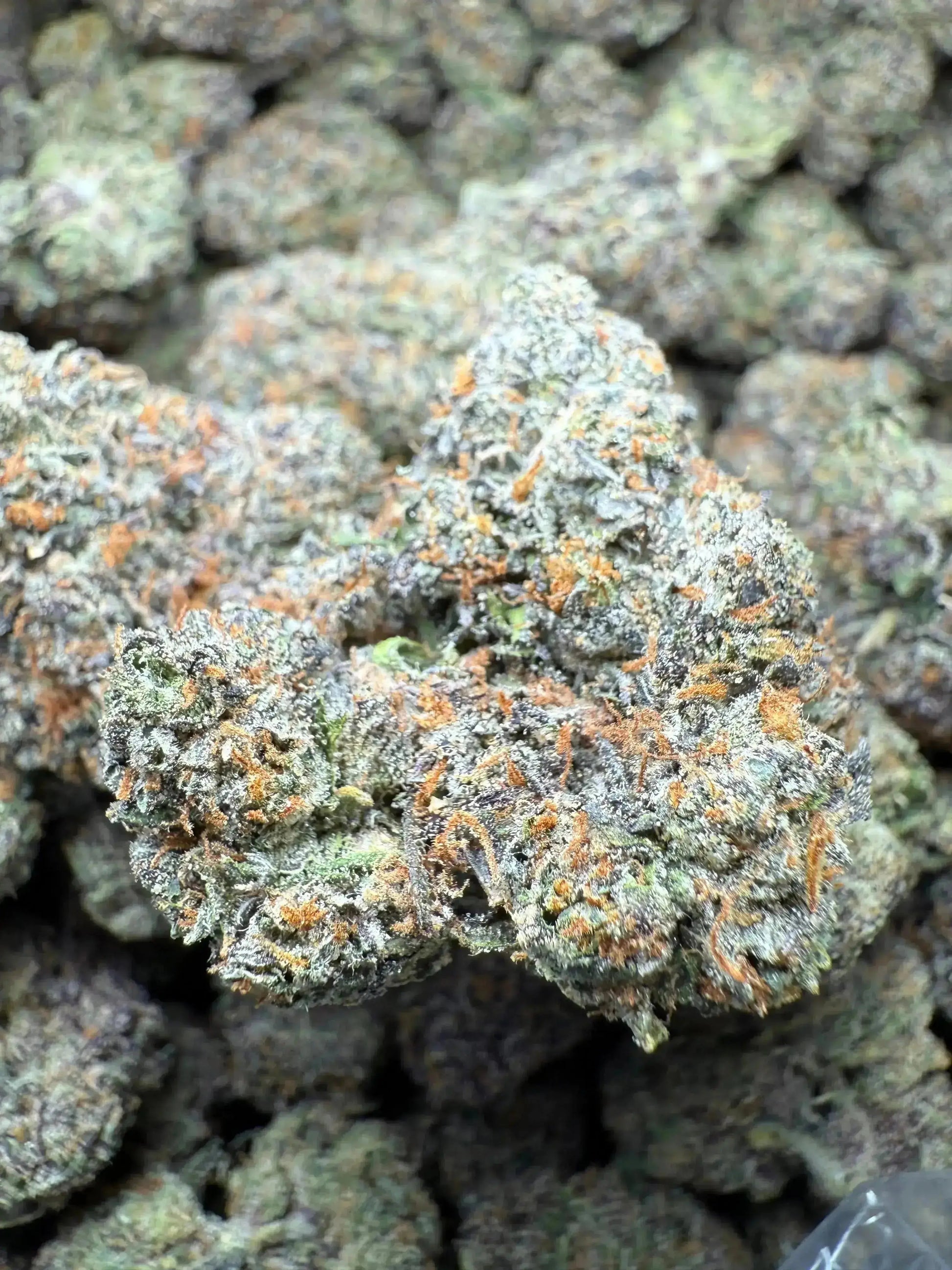 ½ oz AAA White Runtz (Indoor) FL Fulfillment Center