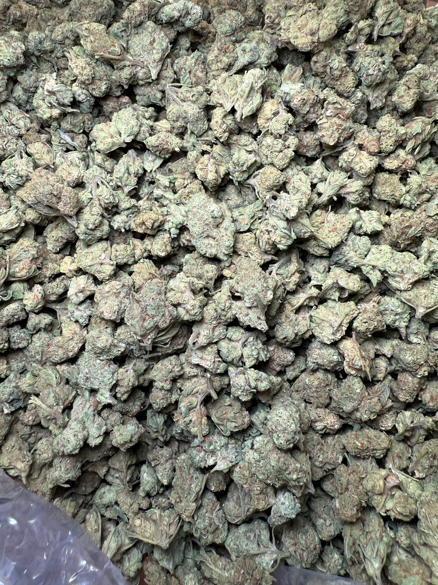 1 Pound - Peach Mimosa THCA Strain (Small) Frisco Labs