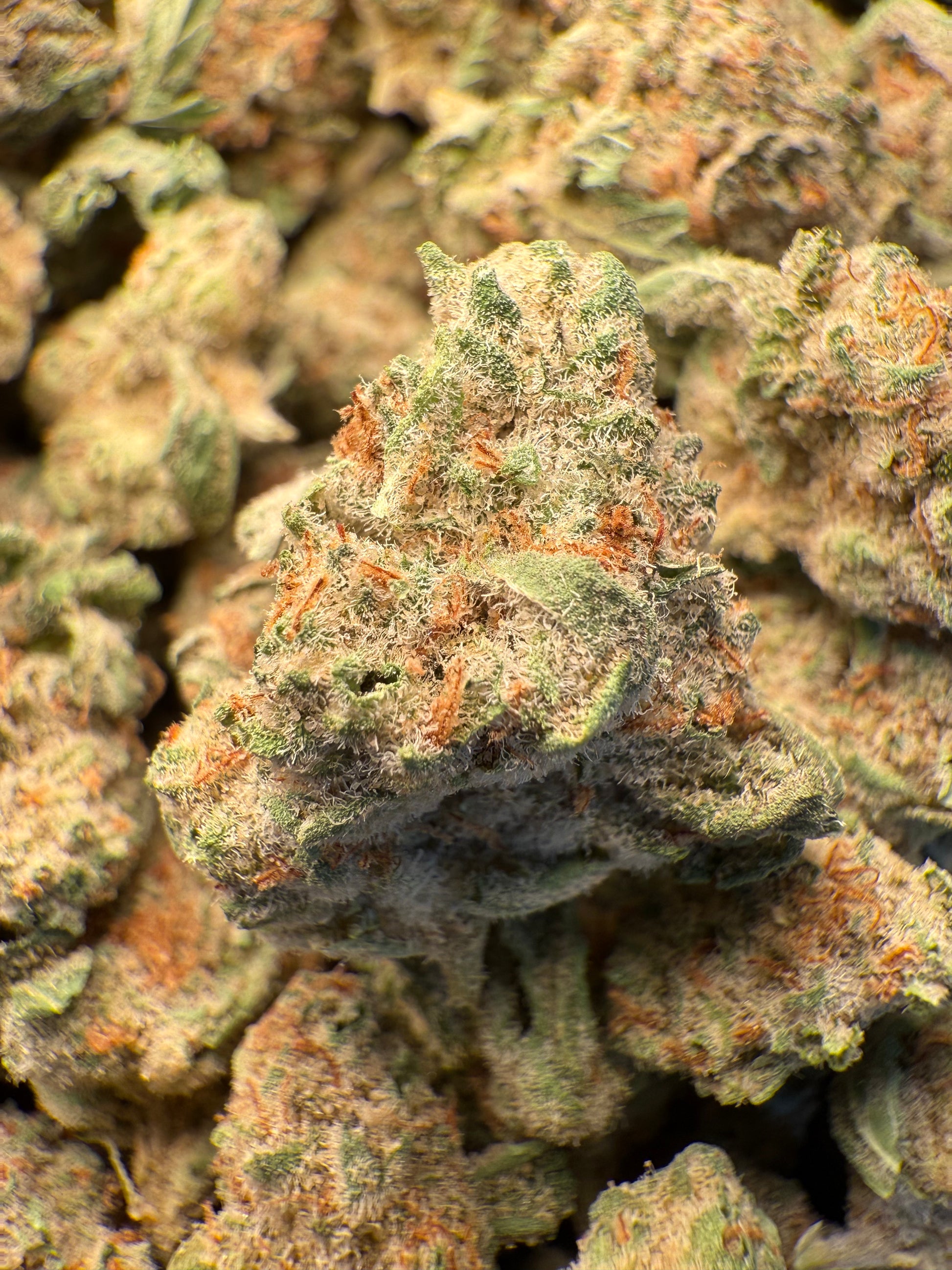 1 Pound - AAA Strawnana THCA Strain (Small) Frisco Labs