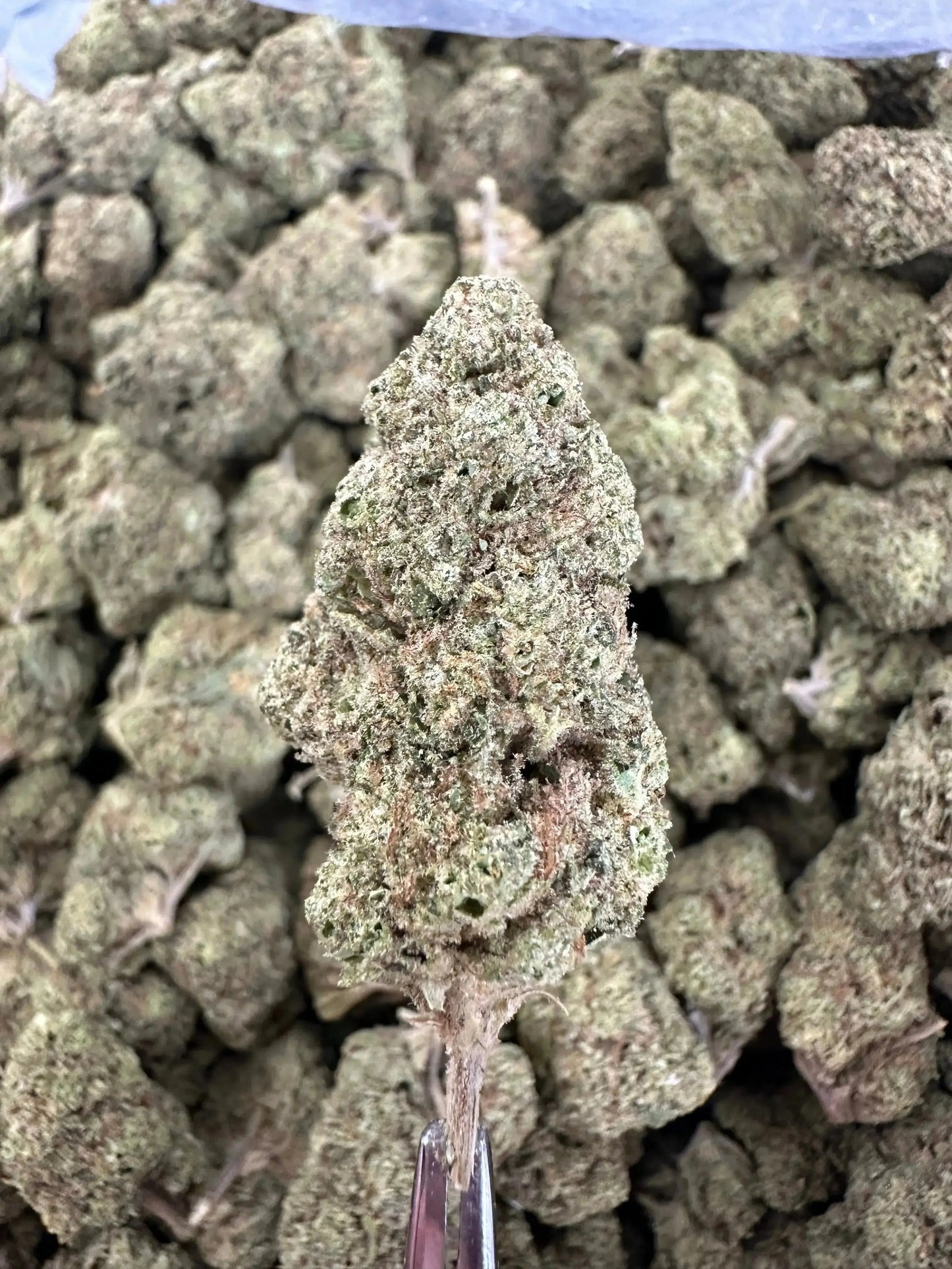 Frisco Labs - BCC Jealousy Strain THCA 