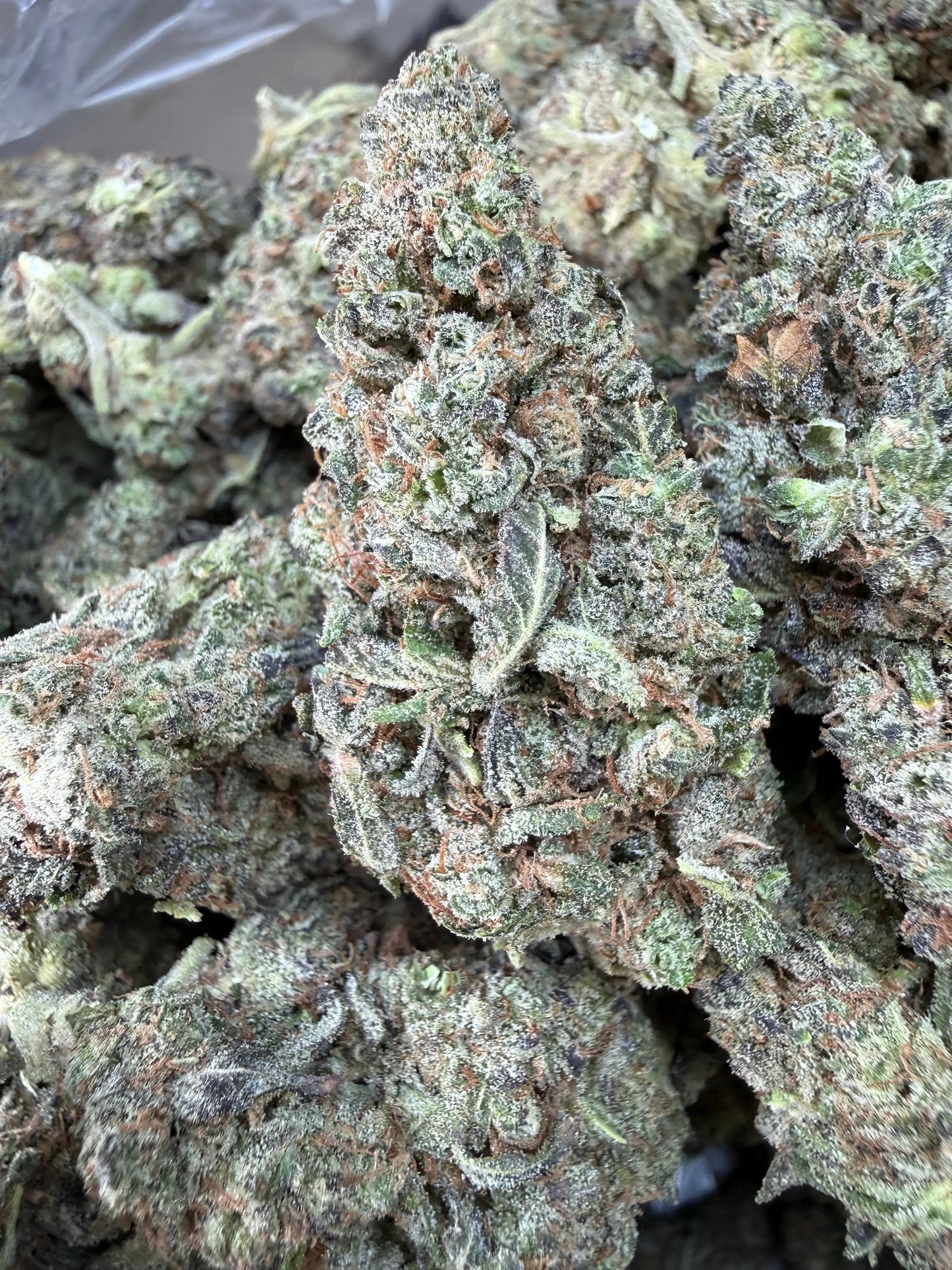 1 Pound -  Bahama Mama THCA Strain Frisco Labs