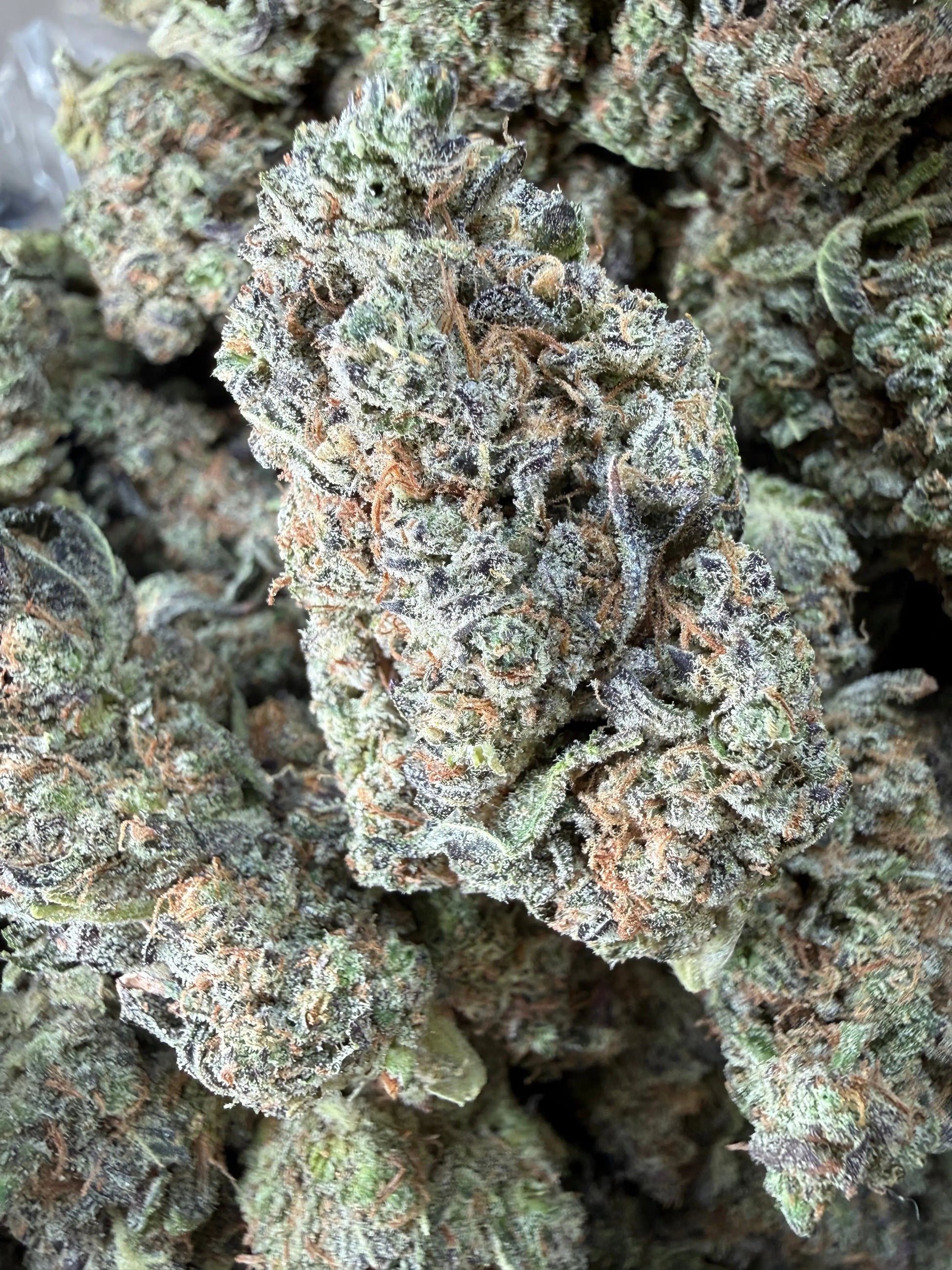 1 Pound -  Bahama Mama THCA Strain Frisco Labs