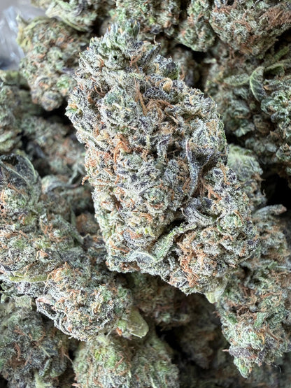 1 Pound -  Bahama Mama THCA Strain Frisco Labs