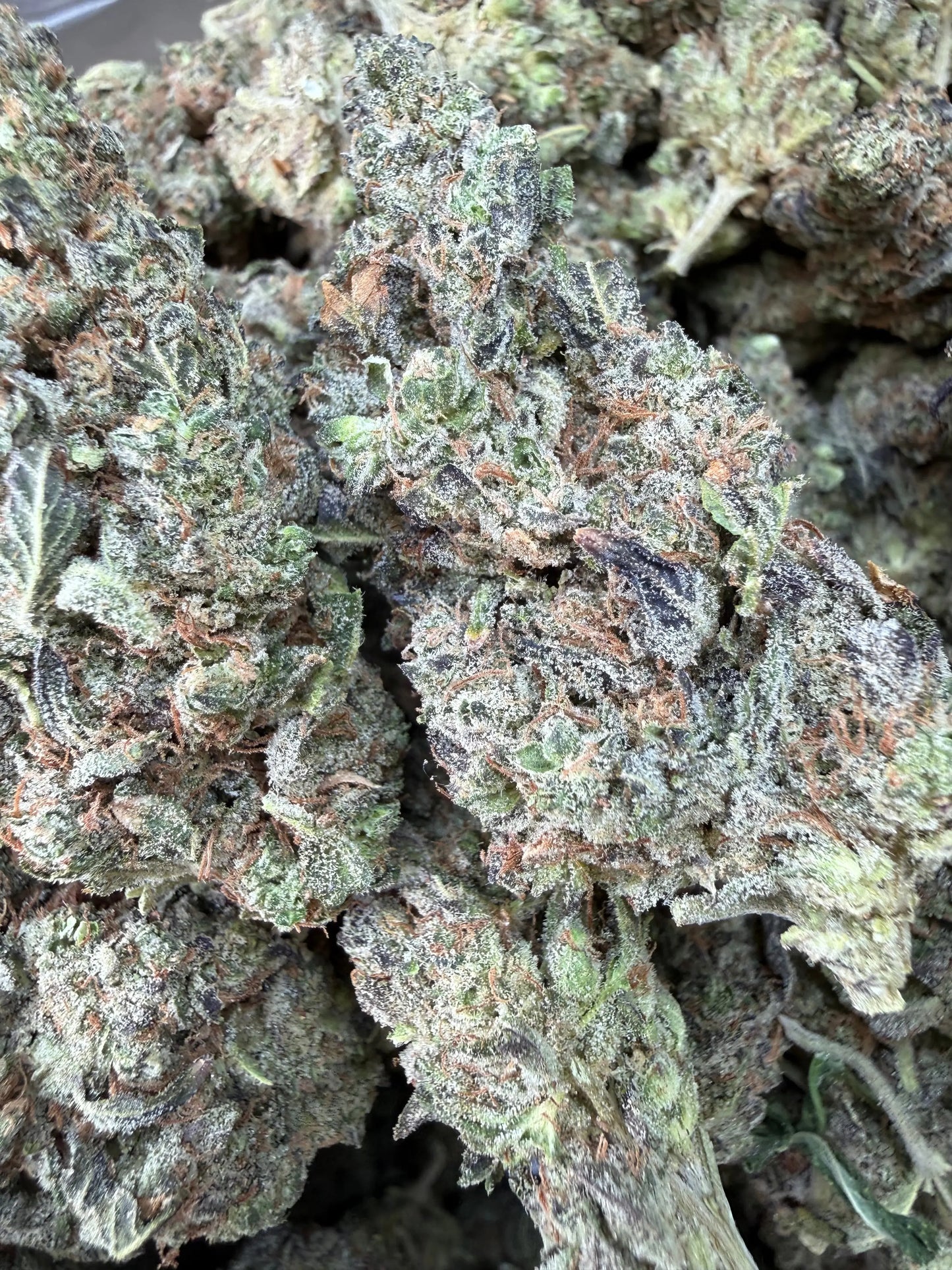 1 Pound -  Bahama Mama THCA Strain Frisco Labs