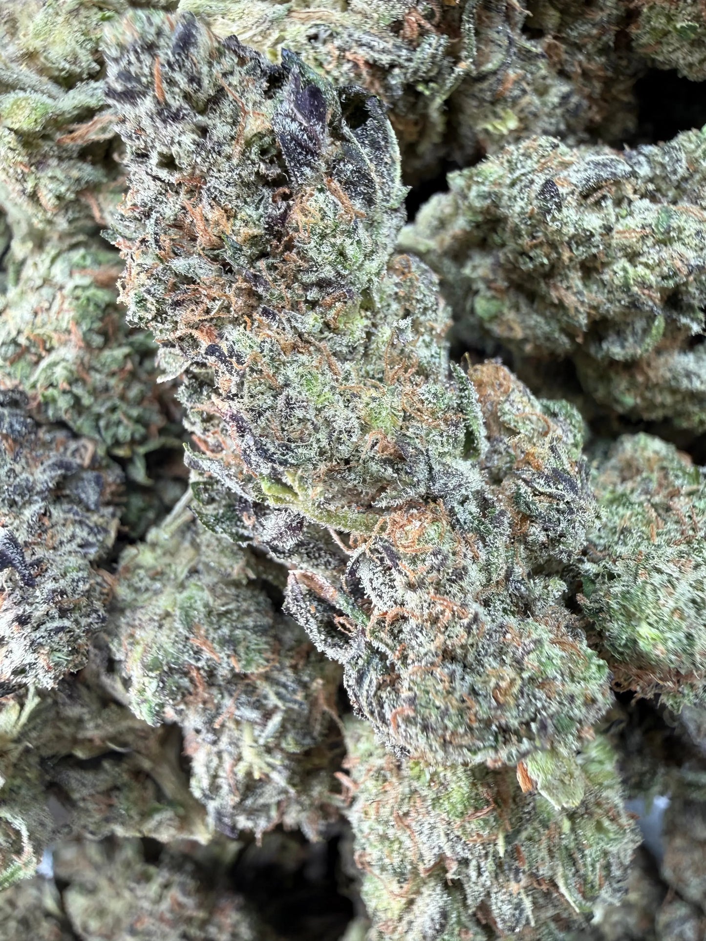 1 Pound -  Bahama Mama THCA Strain Frisco Labs