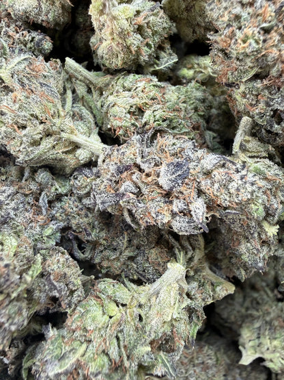 1 Pound -  Bahama Mama THCA Strain Frisco Labs