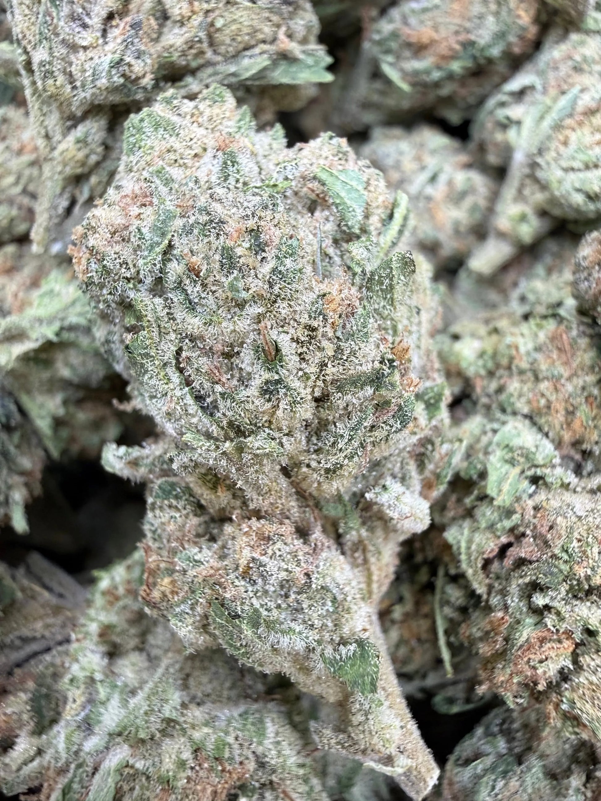 1 Pound - Banana Chocolope THCA Strain Frisco Labs